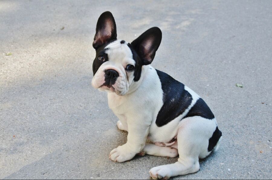 #3. French bulldog